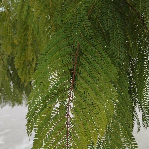 Jacaranda mimosifolia Folla