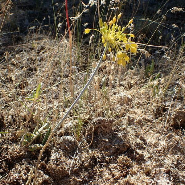 Allium flavum Tervik taim