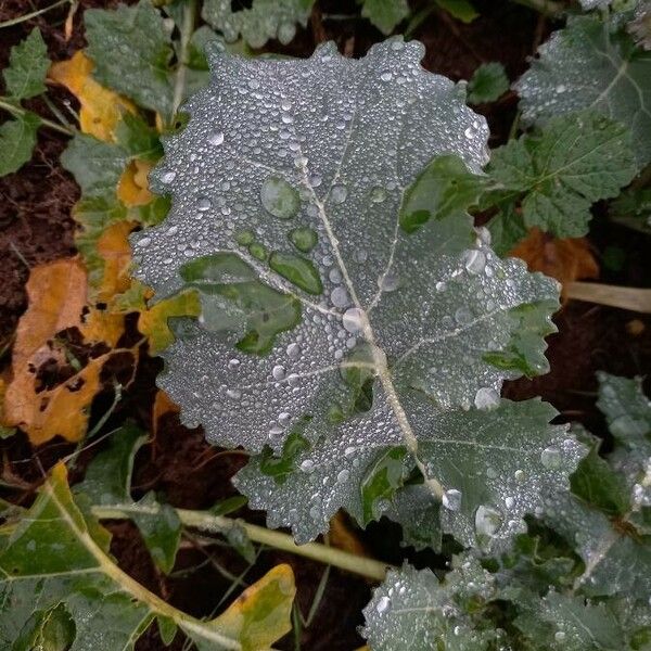 Brassica napus ഇല