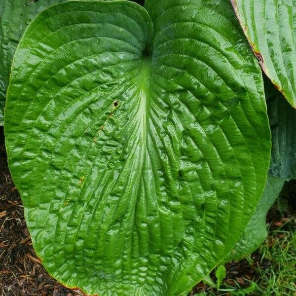 Hosta plantaginea Folha