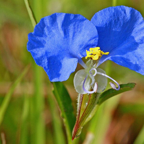 Commelina erecta Blomst