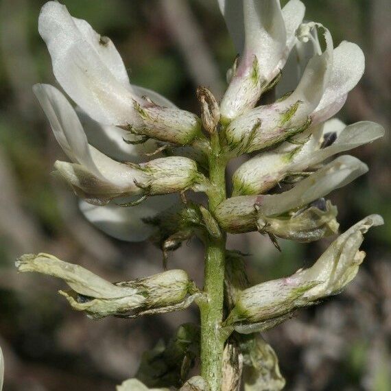 Astragalus depressus Λουλούδι