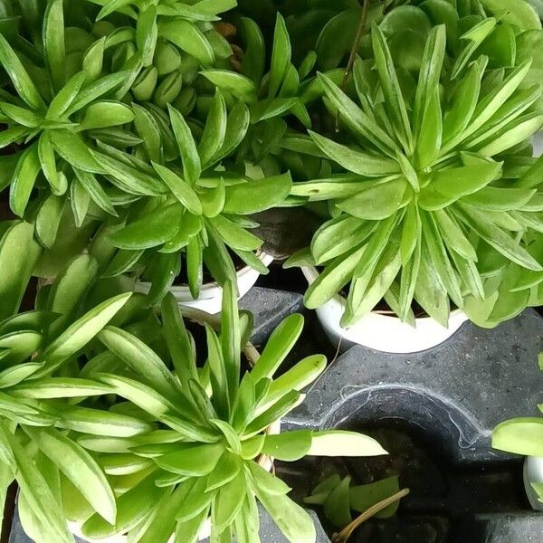 Peperomia ferreyrae برگ