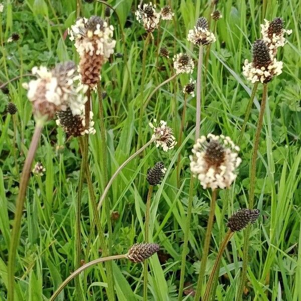 Plantago argentea 花