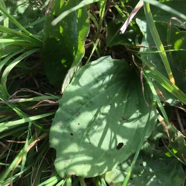 Plantago major Blad