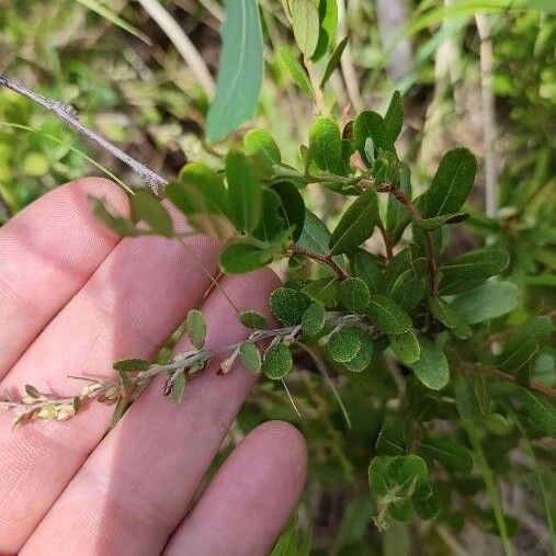 Chamaedaphne calyculata Leaf