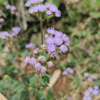 Ageratum houstonianum Flower