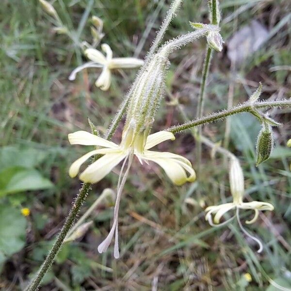 Silene nutans Floare