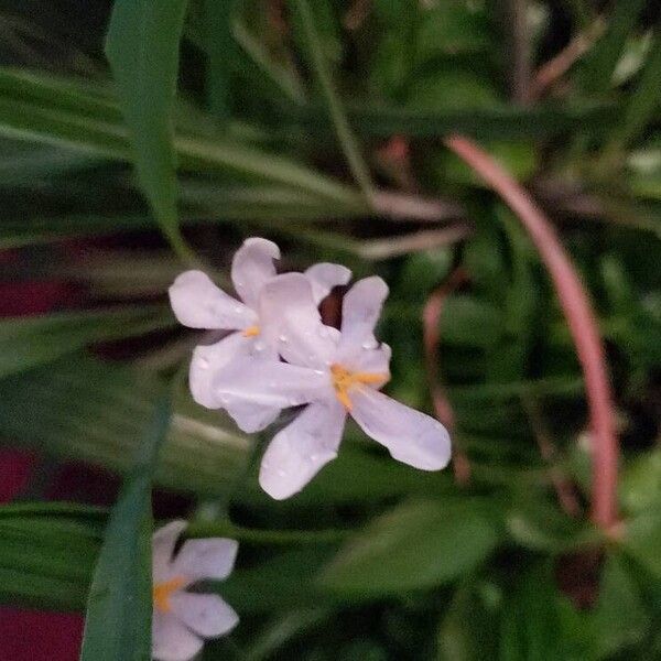 Eleutherine bulbosa Flower