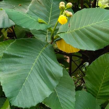 Dillenia suffruticosa Blad