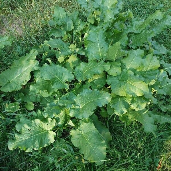 Rumex confertus Folha