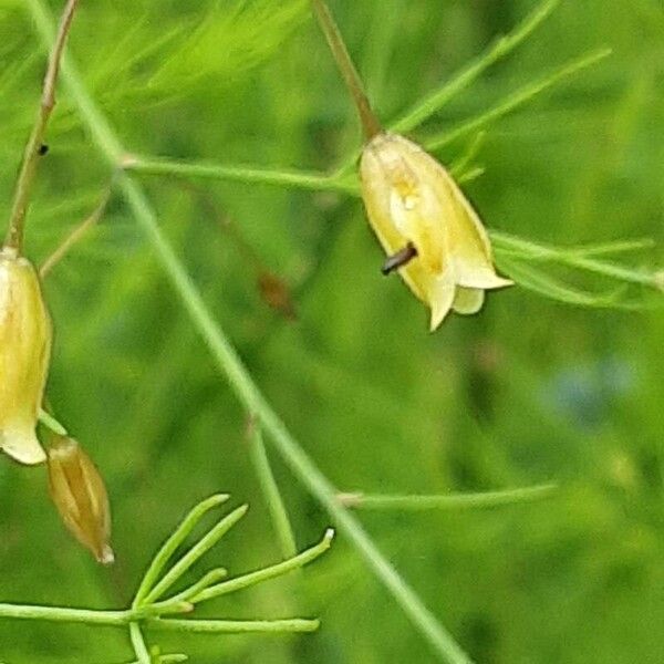 Asparagus officinalis Цвят