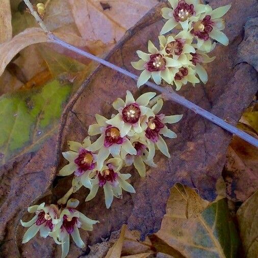 Chimonanthus praecox Floare