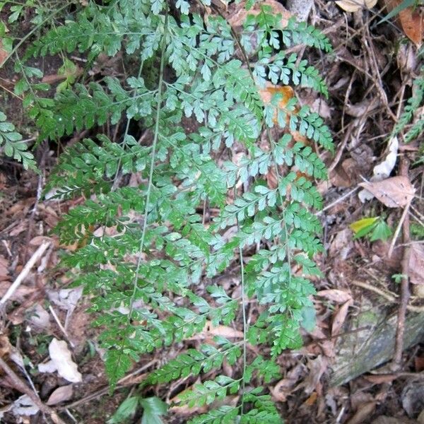 Asplenium cuneatum 形态