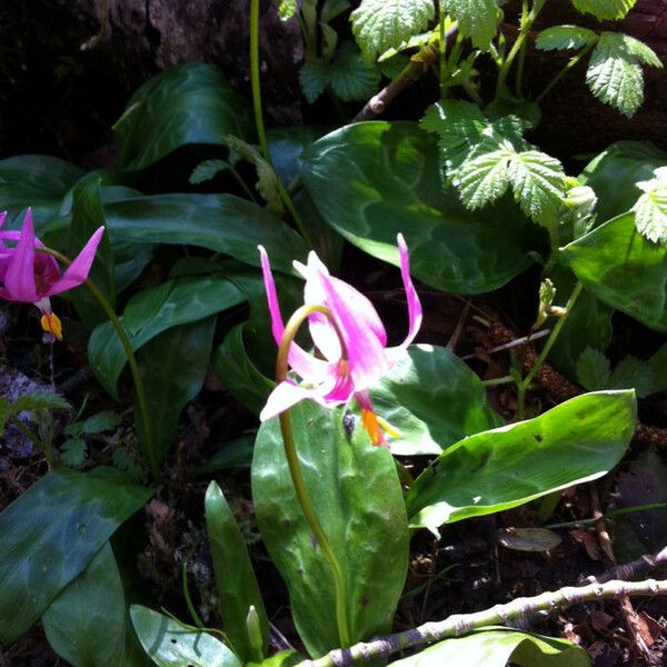 Erythronium revolutum Habit