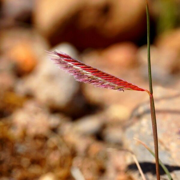 Bouteloua simplex Kukka