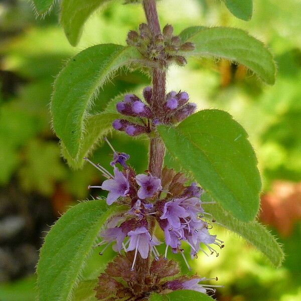 Mentha arvensis Flower