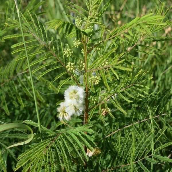 Acacia angustissima Συνήθη χαρακτηριστικά