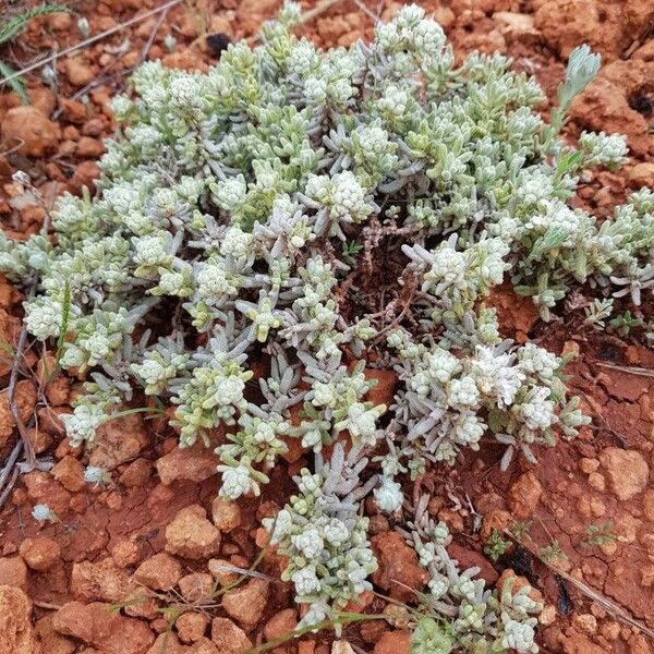 Teucrium gnaphalodes Habitat