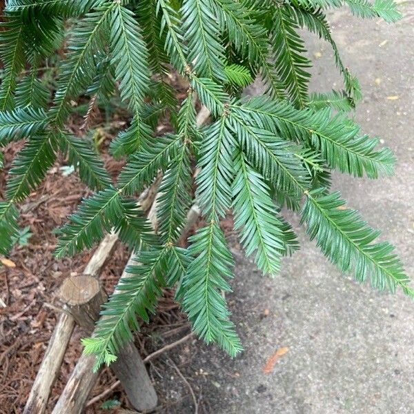 Sequoia sempervirens Лист