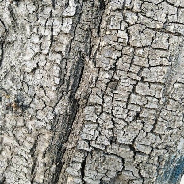 Bauhinia variegata Bark