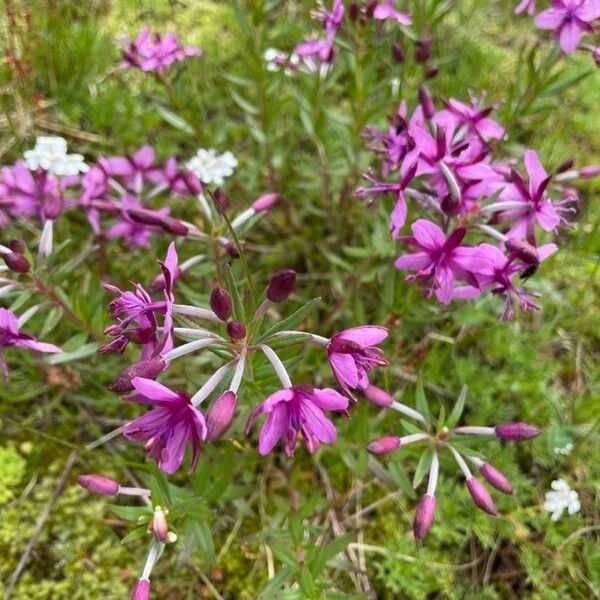 Epilobium dodonaei Цвят