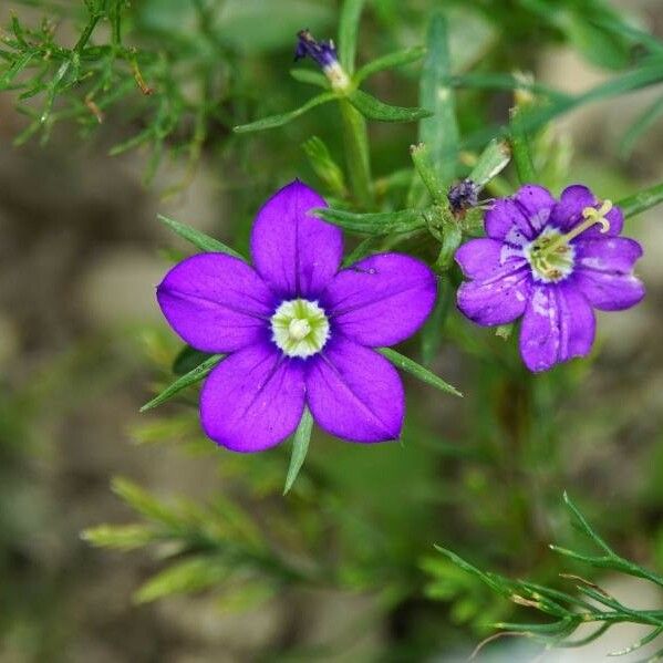 Legousia speculum-veneris Flor