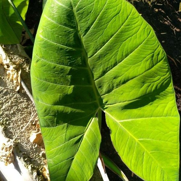 Xanthosoma sagittifolium Folio