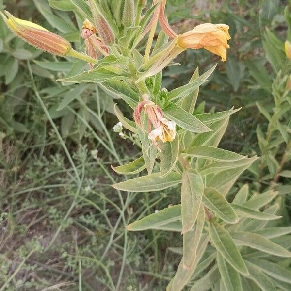 Oenothera villosa Fiore