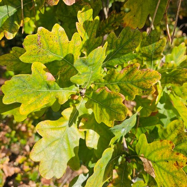 Quercus petraea Leaf