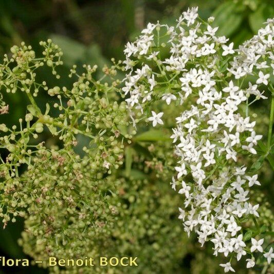 Galium rubioides Virág