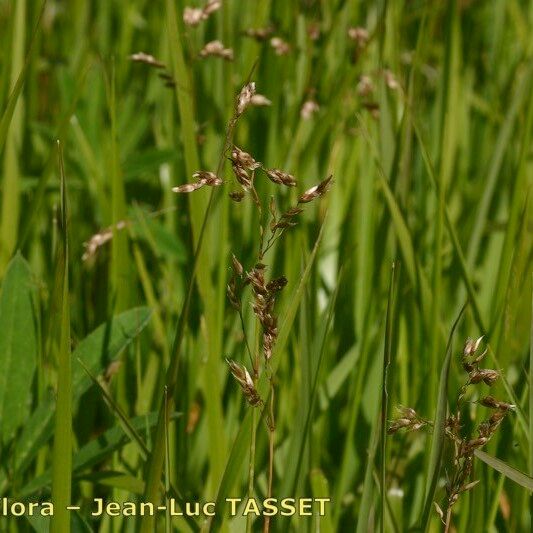 Anthoxanthum nitens फूल