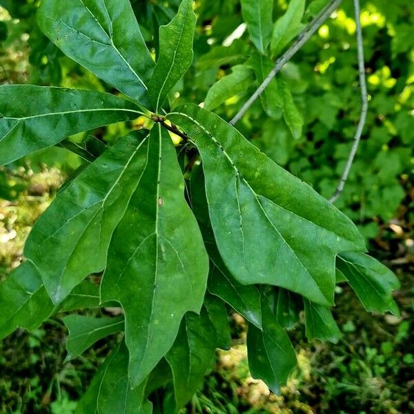 Quercus nigra Blad