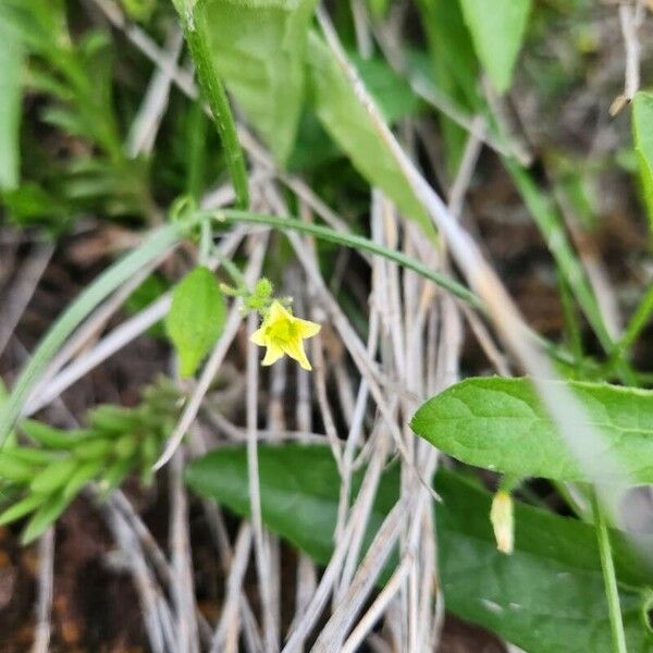 Kedrostis foetidissima Lorea