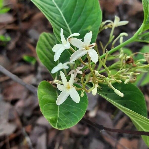 Holarrhena pubescens Flower