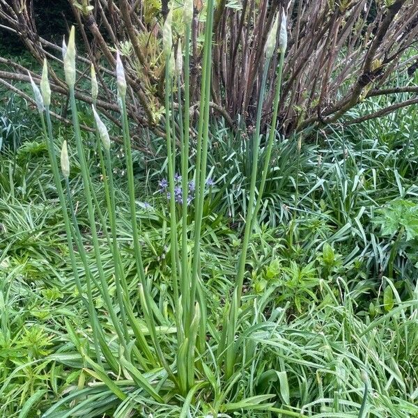 Allium siculum Habitat