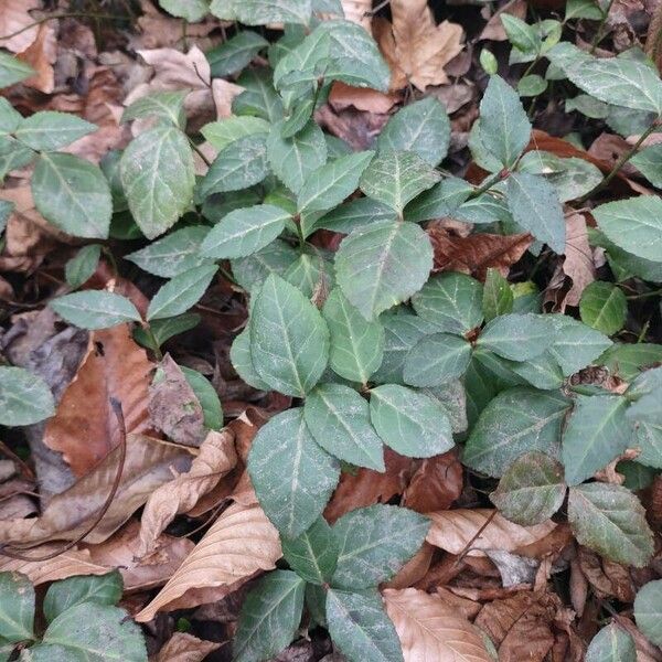 Chimaphila maculata Hoja