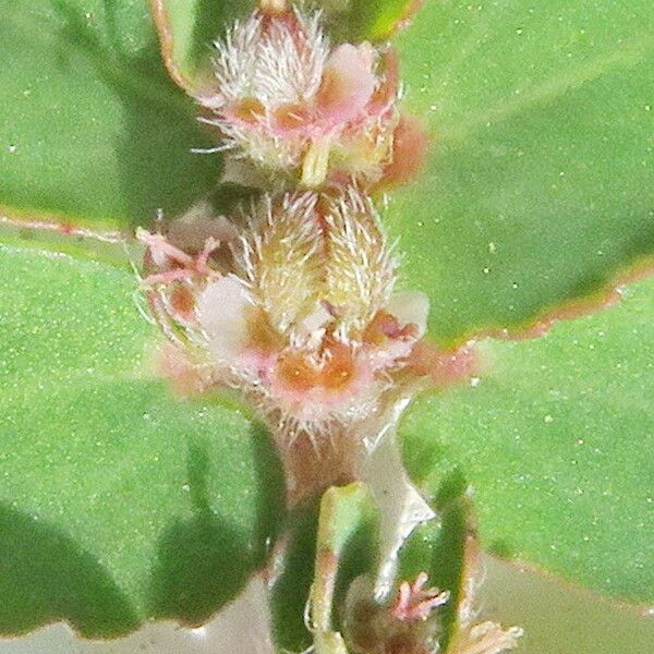 Euphorbia thymifolia Blomma