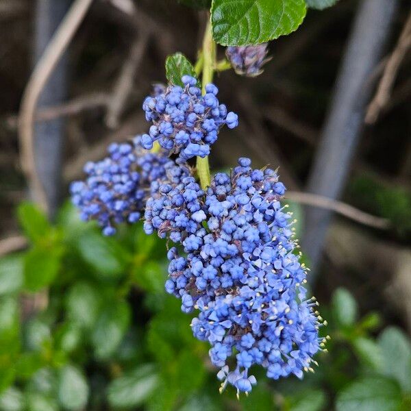 Ceanothus thyrsiflorus പുഷ്പം