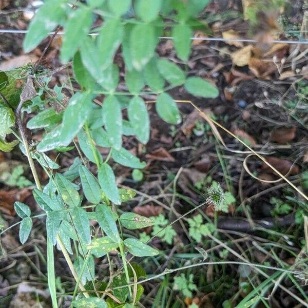 Astragalus cicer Leaf
