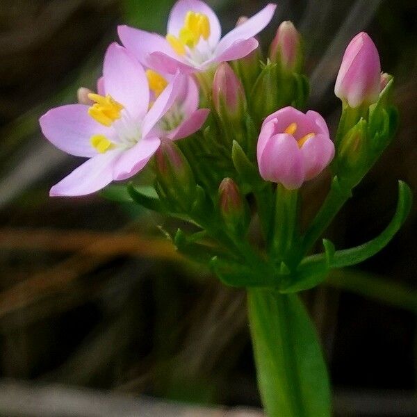 Centaurium erythraea Lorea