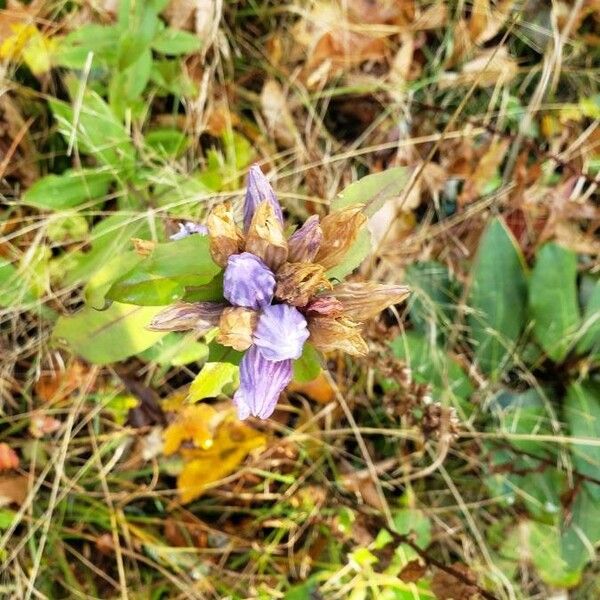 Gentiana andrewsii Fiore