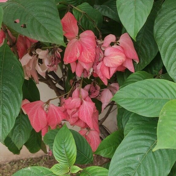 Mussaenda erythrophylla Flor