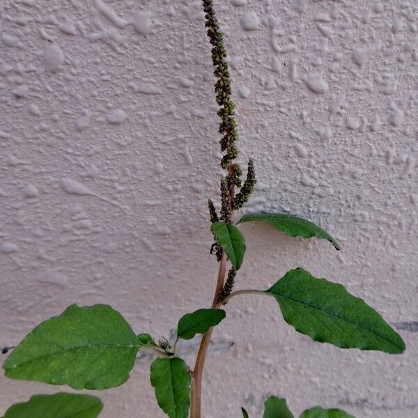 Amaranthus viridis Лист