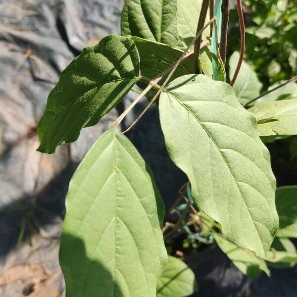 Canavalia rosea Leaf