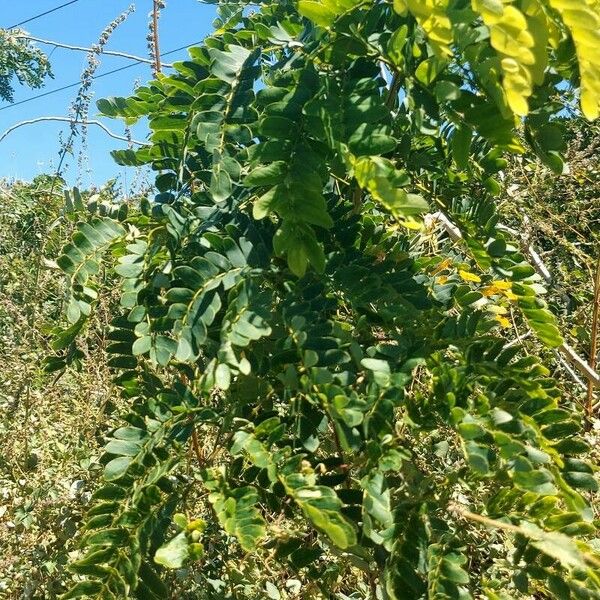 Albizia lebbeck Blatt