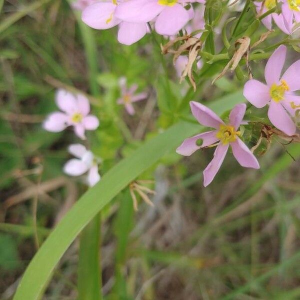 Sabatia angularis Flors