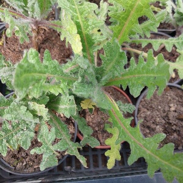 Centaurea benedicta Folha