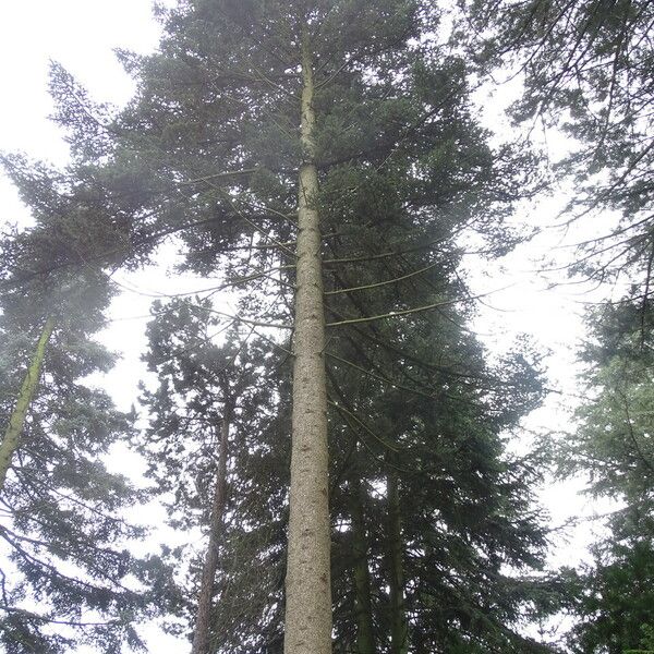 Abies homolepis Облик