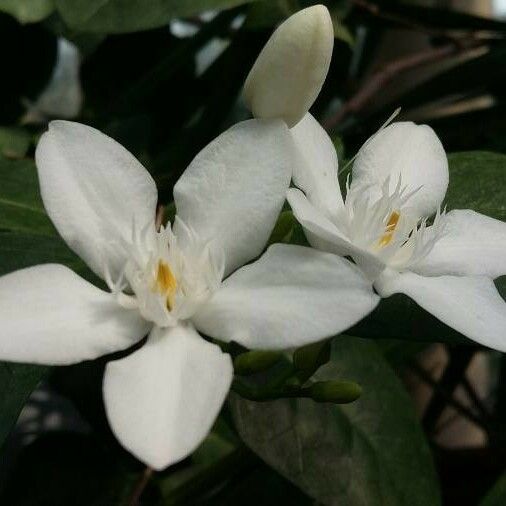 Holarrhena pubescens Flower